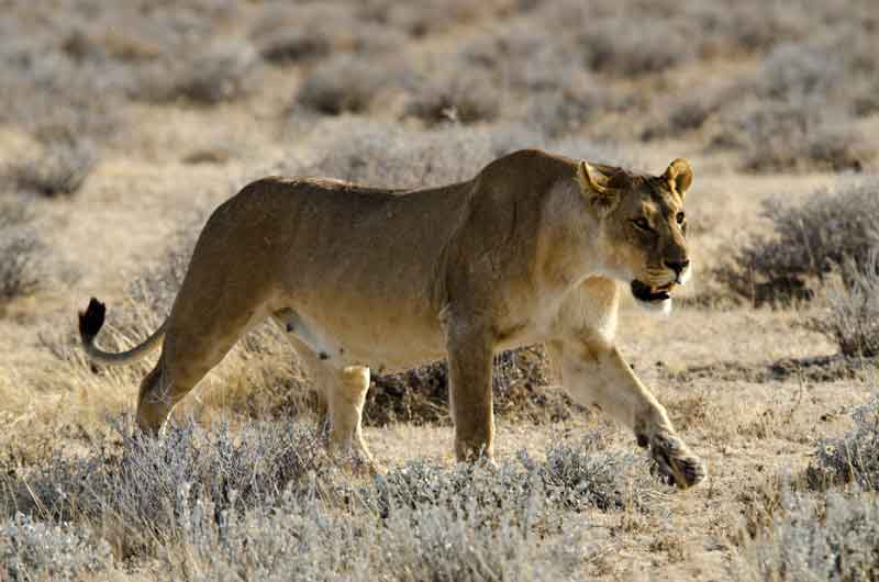 38 - Namibia - leones comiendo - parque nacional de Etosha